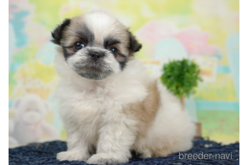 成約済の千葉県のミックス犬-226444の5枚目